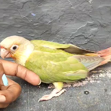 Pet Image